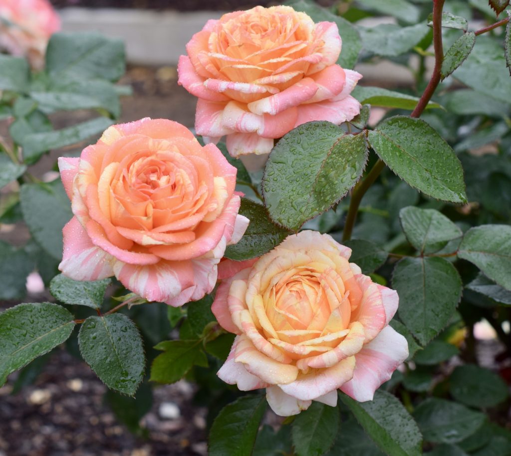 Peach Swirl™ - Bare Root - Certified Roses