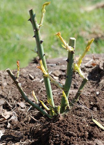 bare root roses