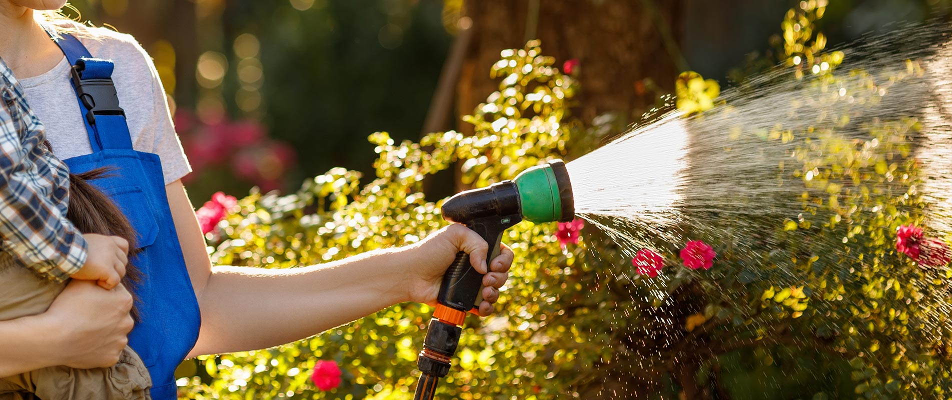 The Essential Guide to Watering Roses | Certified Nurseries